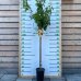Marhuľa obyčajná (Prunus armeniaca) ´BERGERON´ - neskorá, výška 140-160 cm, obvod kmeňa: 4/6 cm, kont. C10L